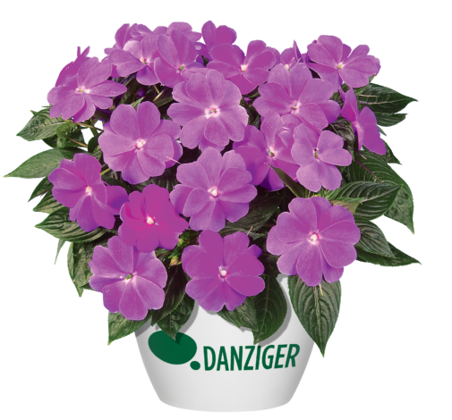 Harmony® Dark Lilac