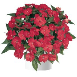Harmony® Dark Red