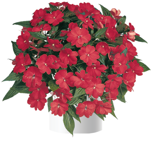 Harmony® Dark Red