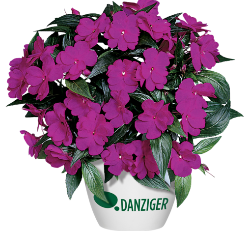 Harmony® Dark Violet