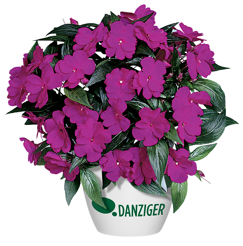 Harmony® Dark Violet