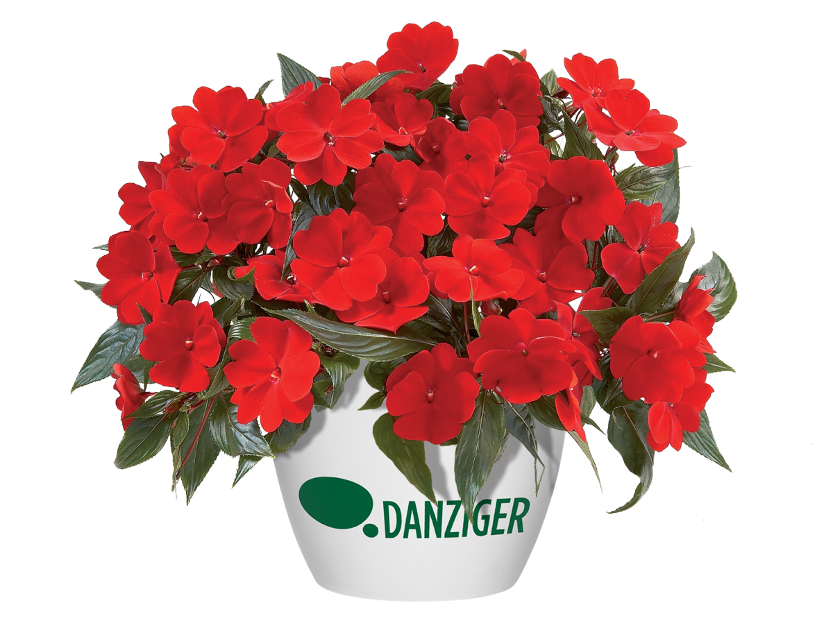 Harmony® Deep Red