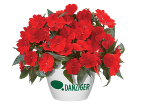 Harmony® Deep Red