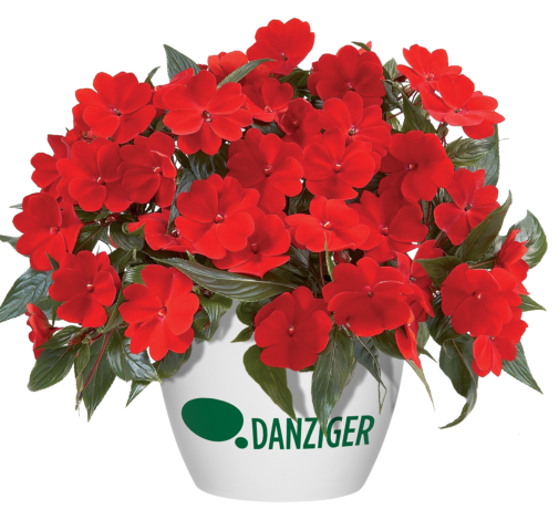 Harmony® Deep Red