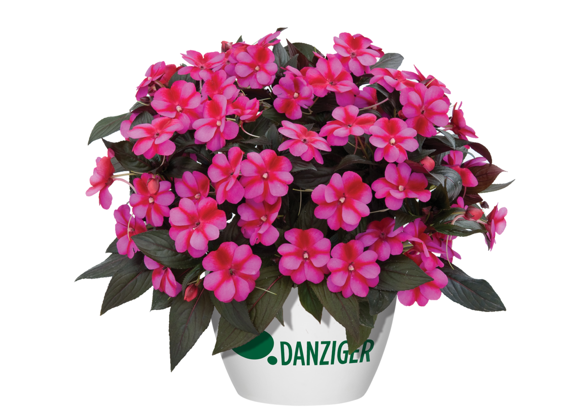 Harmony® Fuchsia Cream