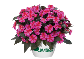 Harmony® Fuchsia Cream