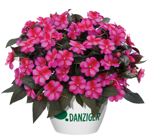 Harmony® Fuchsia Cream