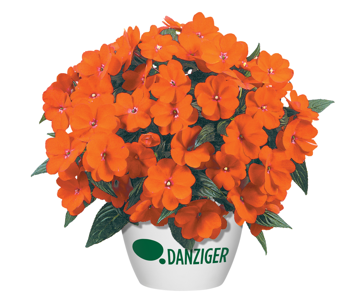 Harmony® Orange Blaze