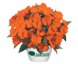 Harmony® Orange Blaze