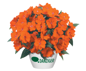 Harmony® Orange Blaze