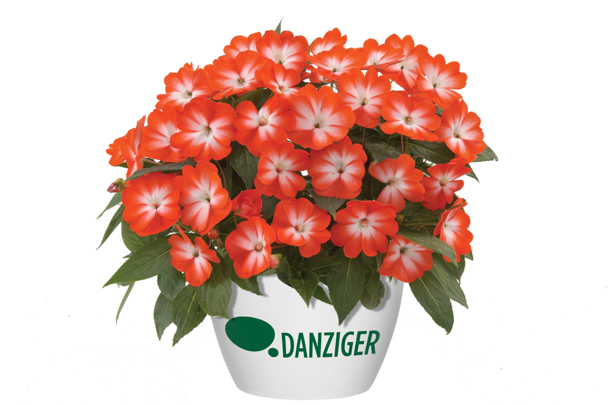 Harmony® Orange Star