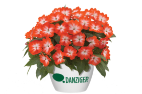 Harmony® Orange Star