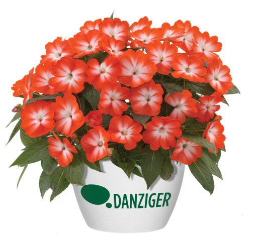 Harmony® Orange Star