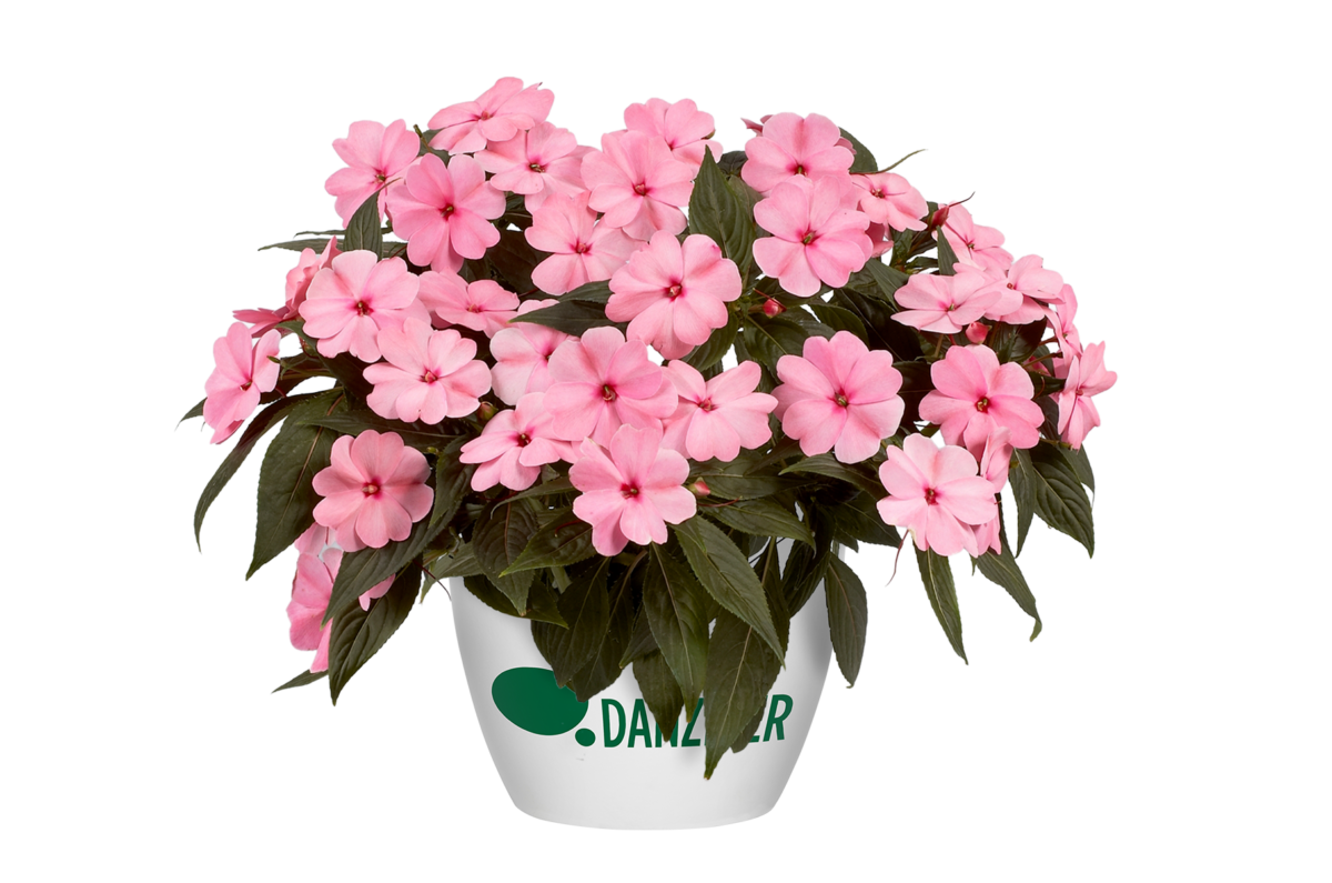Harmony® Pink Smile