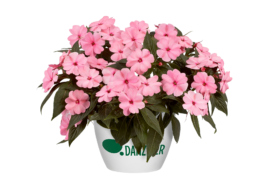 Harmony® Pink Smile