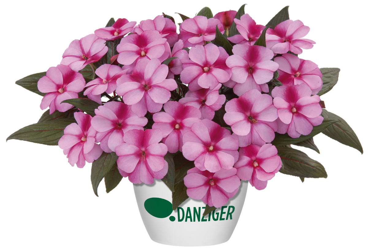 Harmony® Purple Cream