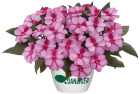 Harmony® Purple Cream