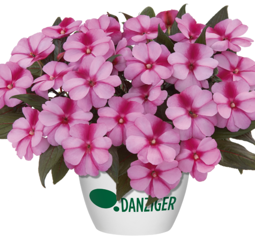 Harmony® Purple Cream