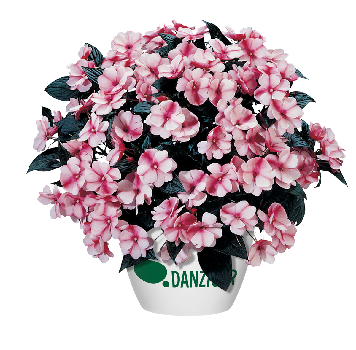Harmony® Raspberry Cream
