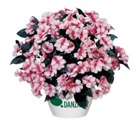 Harmony® Raspberry Cream