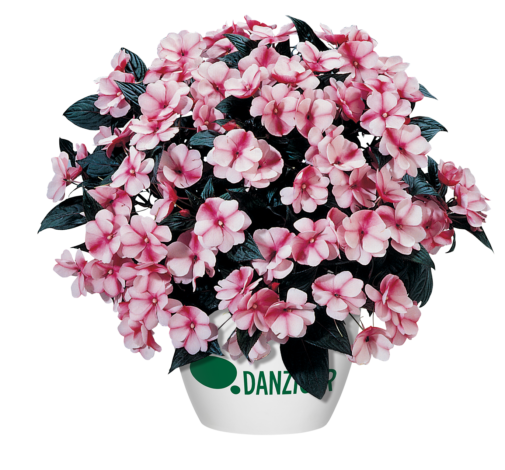 Harmony® Raspberry Cream