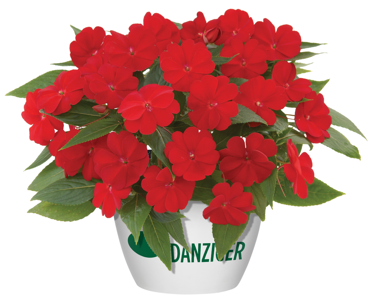Harmony® Red Cardinal
