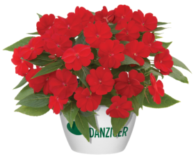 Harmony® Red Cardinal