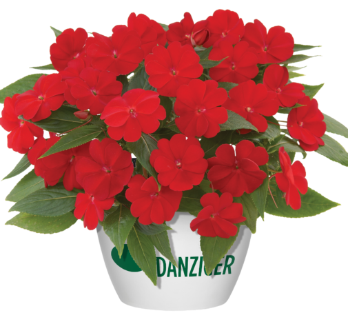 Harmony® Red Cardinal