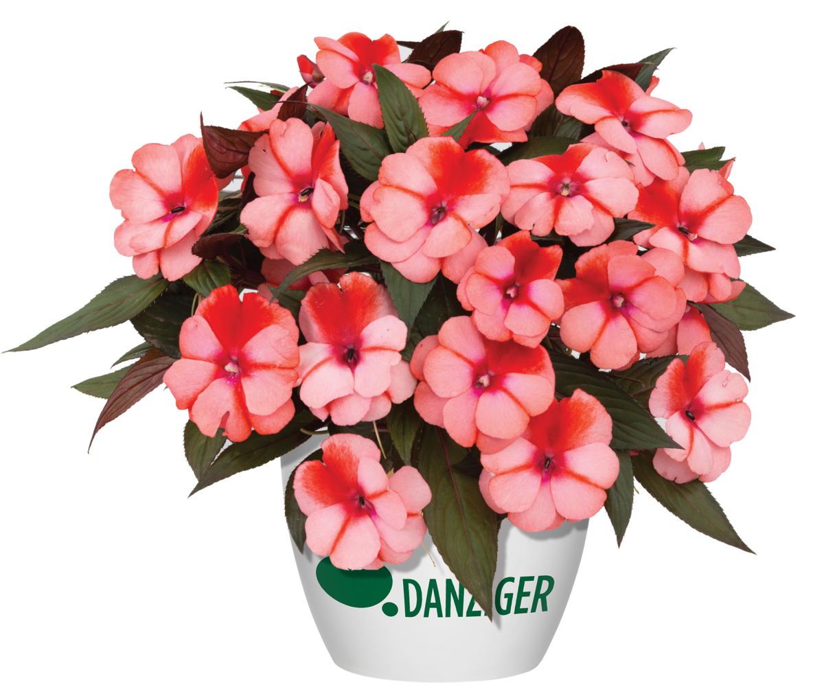 Harmony® Salmon Cream