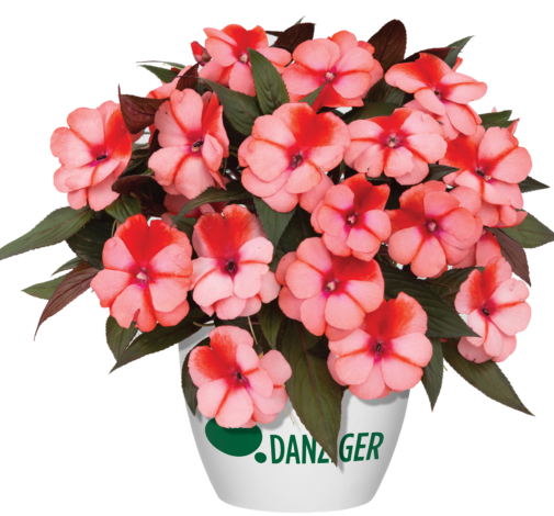 Harmony® Salmon Cream