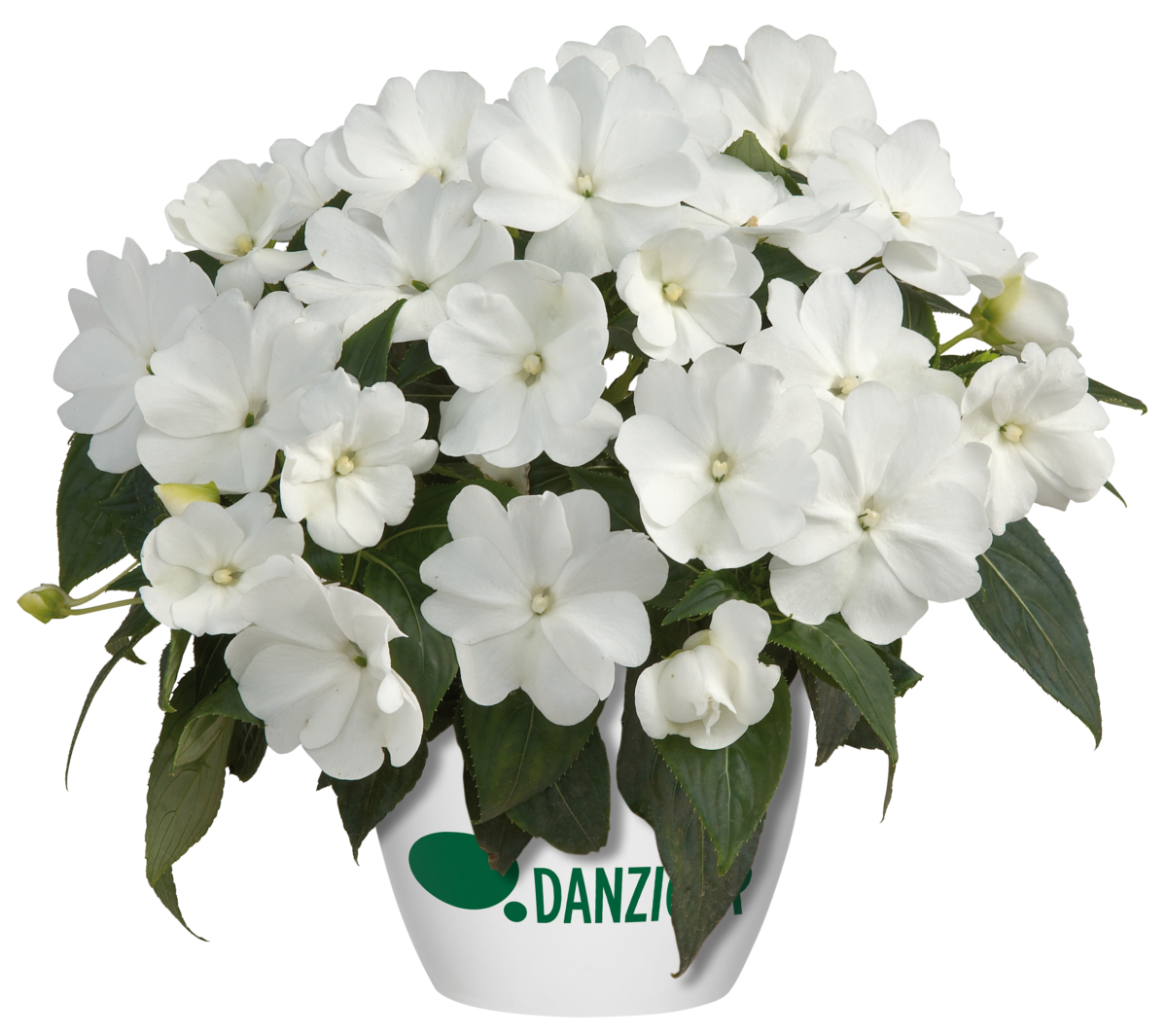 Harmony® Snow