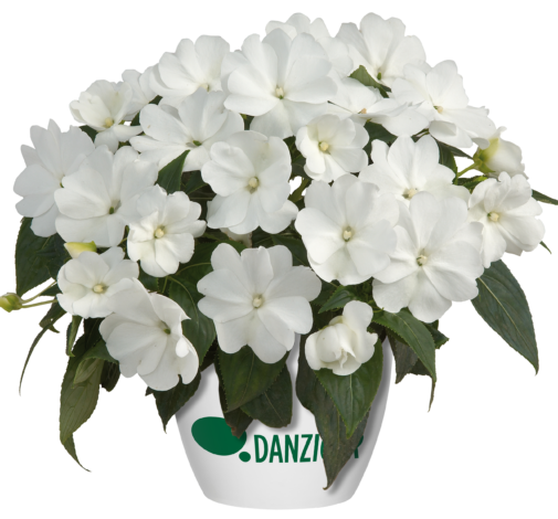 Harmony® Snow