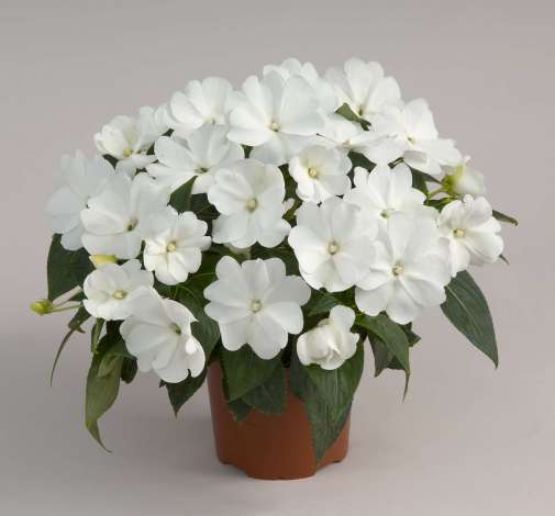 Harmony® Snow