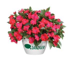 Harmony® Colorfall™ Neon Red