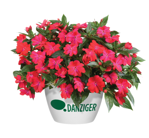 Harmony® Colorfall™ Neon Red
