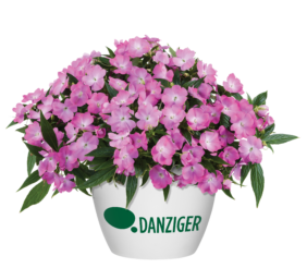 Harmony® Colorfall™ Pink