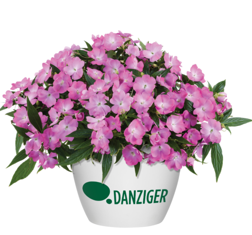 Harmony® Colorfall™ Pink