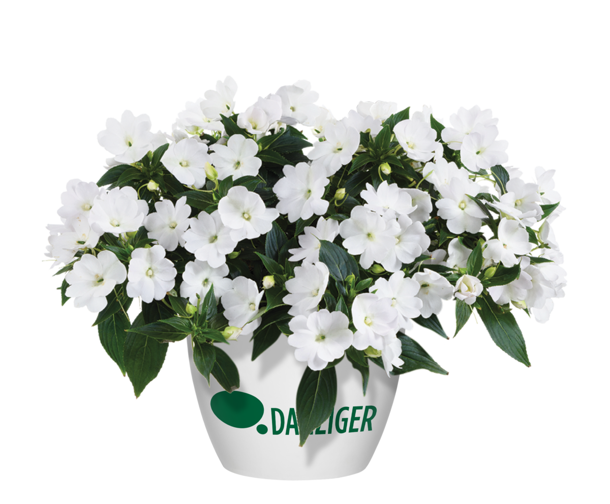 Harmony® Colorfall™ White