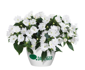 Harmony® Colorfall™ White