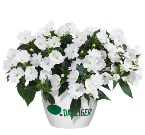 Harmony® Colorfall™ White