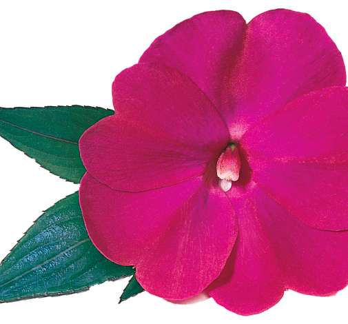 Harmony® Magenta