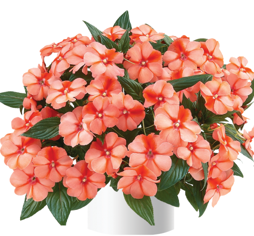 Harmony® Apricot Cream