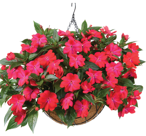 Harmony® Colorfall™ Neon Red