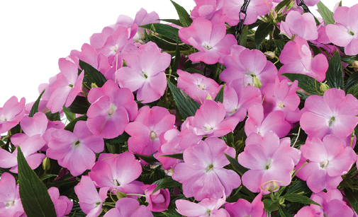 Harmony® Colorfall™ Pink