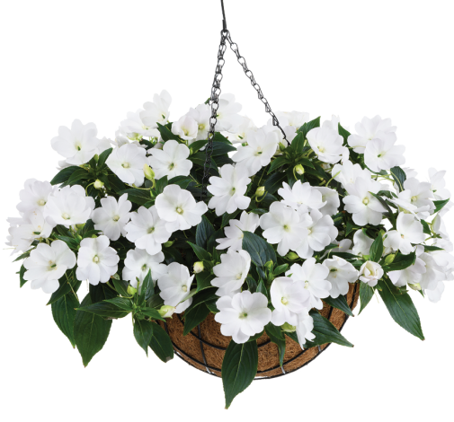 Harmony® Colorfall™ White