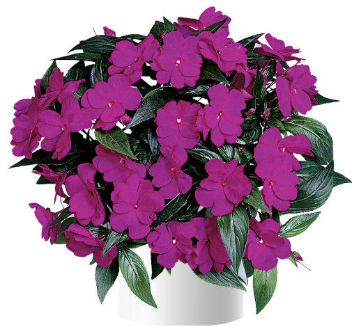 Harmony® Dark Violet
