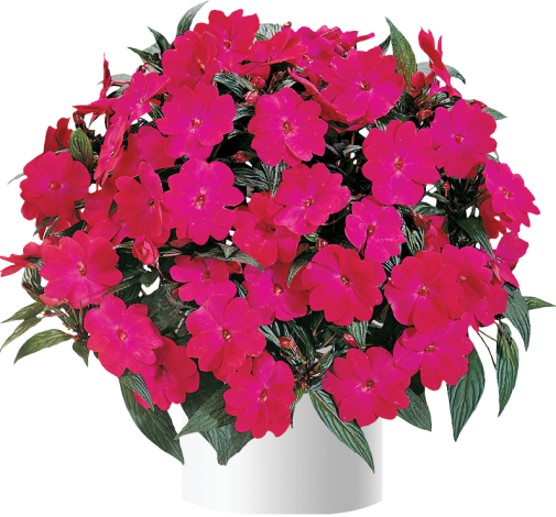 Harmony® Magenta