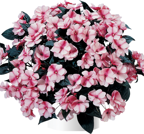Harmony® Raspberry Cream