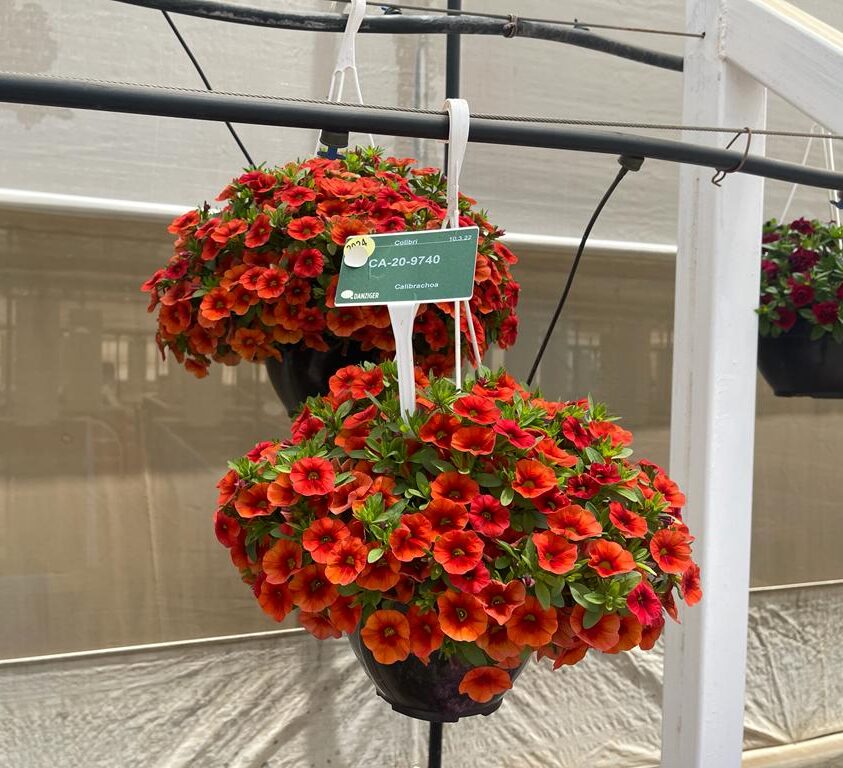 Colibri™ Orange