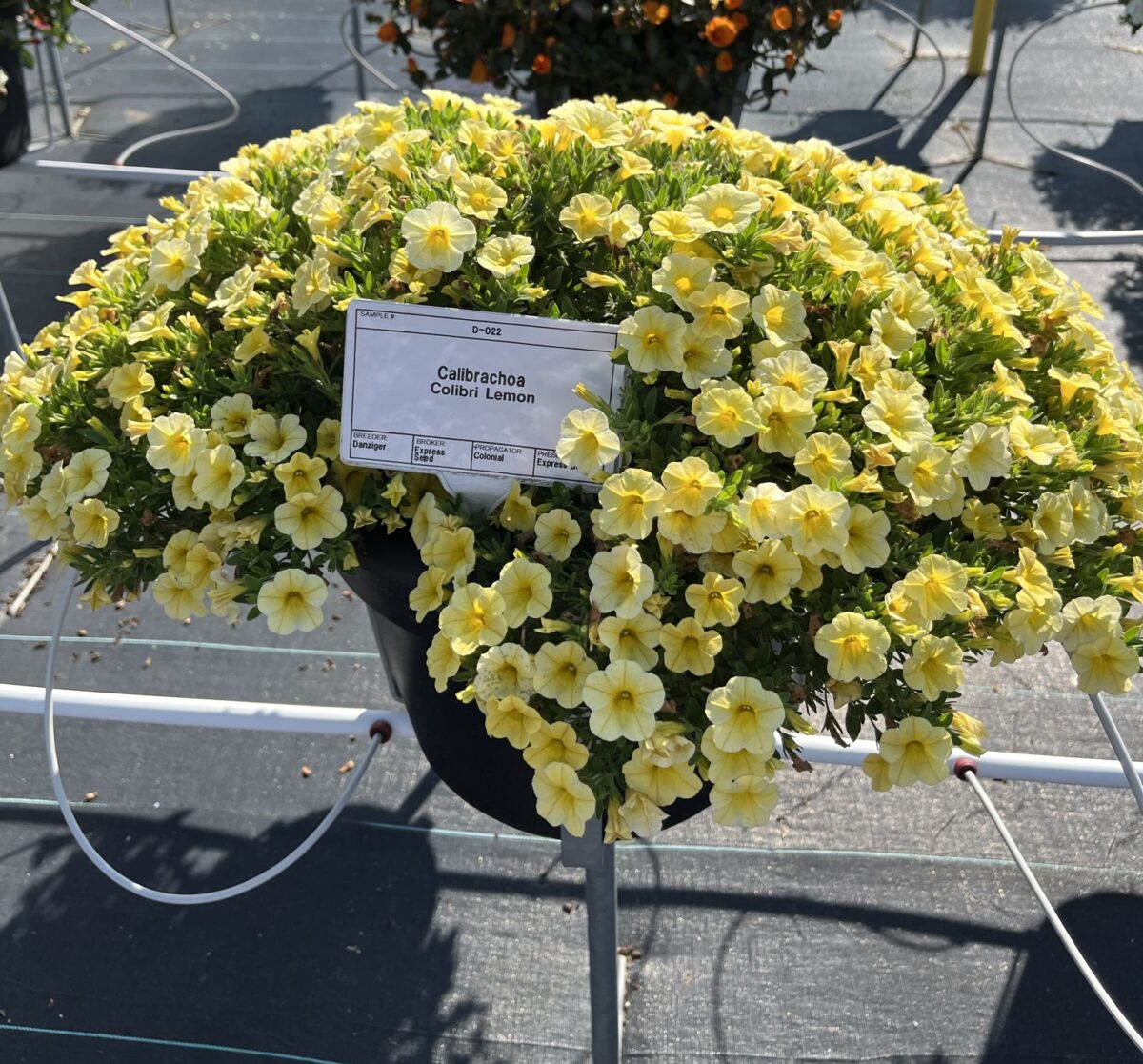 Colibri™ Lemon